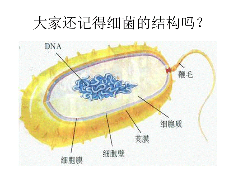 青岛小学科学六下《1. 细胞》PPT课件 (5)【加微信公众号 jiaoxuewuyou 九折优惠 qq 1119139686】.ppt_第2页