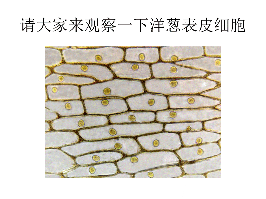 青岛小学科学六下《1. 细胞》PPT课件 (5)【加微信公众号 jiaoxuewuyou 九折优惠 qq 1119139686】.ppt_第3页