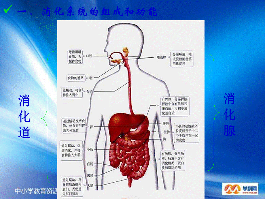 青岛小学科学五上《6 食物到哪里去了》PPT课件 (2)【加微信公众号 jiaoxuewuyou 九折优惠 qq 1119139686】.ppt_第3页