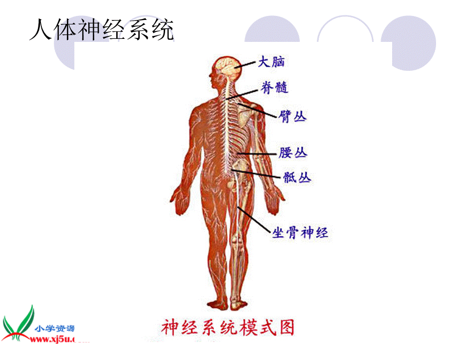 青岛小学科学五下《4.脑与神经》PPT课件 (3)【加微信公众号 jiaoxuewuyou 九折优惠 qq 1119139686】.ppt_第3页