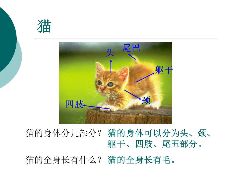 青岛小学科学三下《17 猫和兔》PPT课件 (3)【加微信公众号 jiaoxuewuyou 九折优惠 qq 1119139686】.ppt_第3页