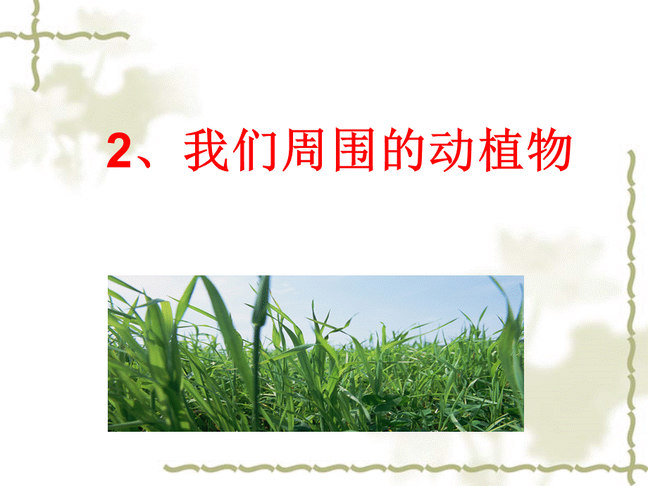 青岛小学科学三上《3 我们身边的动植物》PPT课件 (5)【加微信公众号 jiaoxuewuyou 九折优惠 qq 1119139686】.ppt_第1页