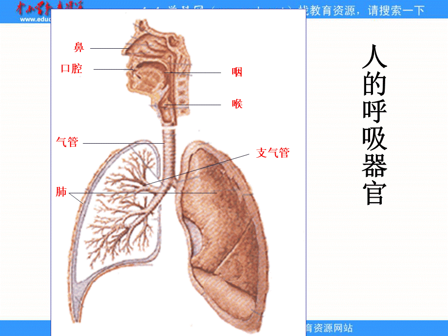 青岛小学科学五上《7 我们的呼吸》PPT课件 (2)【加微信公众号 jiaoxuewuyou 九折优惠 qq 1119139686】.ppt_第2页