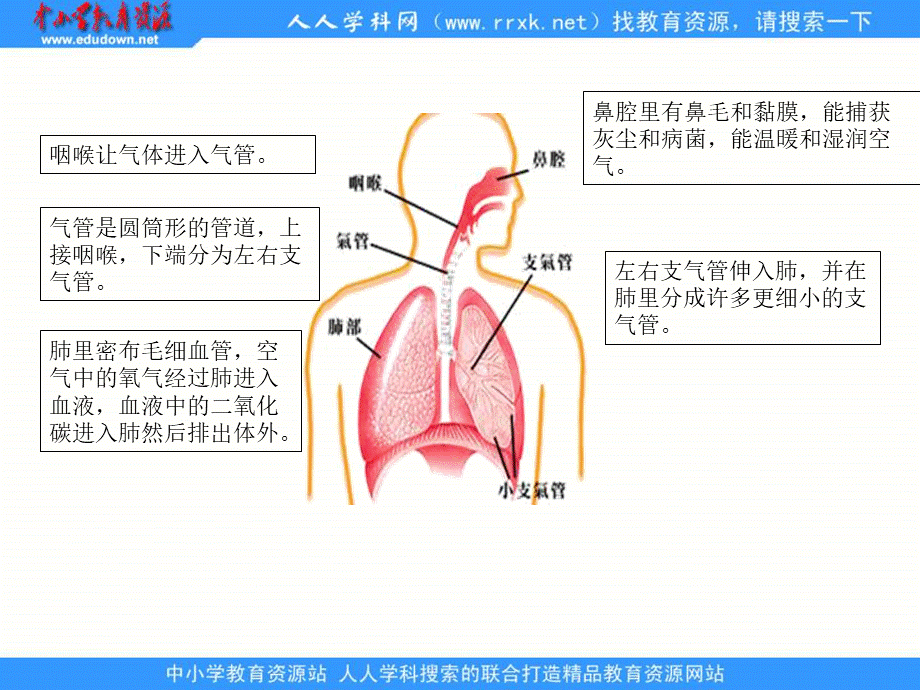 青岛小学科学五上《7 我们的呼吸》PPT课件 (2)【加微信公众号 jiaoxuewuyou 九折优惠 qq 1119139686】.ppt_第3页