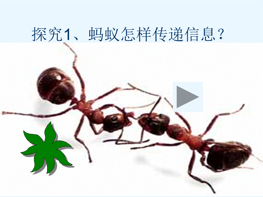 青岛小学科学四下《18 生物与信息》PPT课件【加微信公众号 jiaoxuewuyou 九折优惠 qq 1119139686】.ppt_第2页