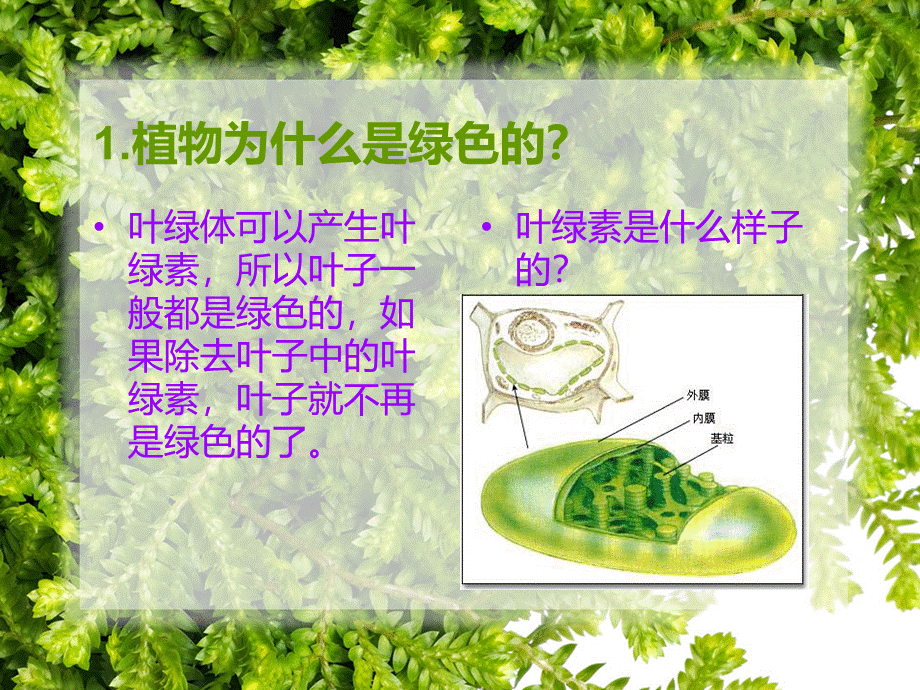 青岛小学科学四上《3 植物的叶》PPT课件 (8)【加微信公众号 jiaoxuewuyou 九折优惠 qq 1119139686】.ppt_第3页