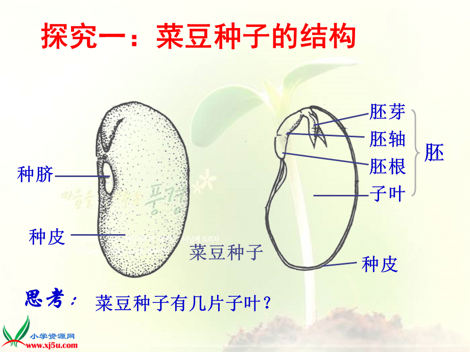 首师大小学科学三下《13.种子的构造》PPT课件(1)【加微信公众号 jiaoxuewuyou 九折优惠qq 1119139686】.ppt_第2页