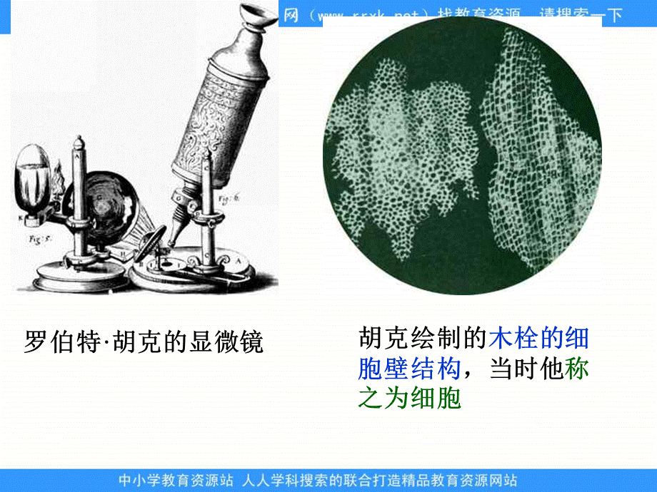 青岛小学科学六下《1. 细胞》PPT课件 (2)【加微信公众号 jiaoxuewuyou 九折优惠 qq 1119139686】.ppt_第2页