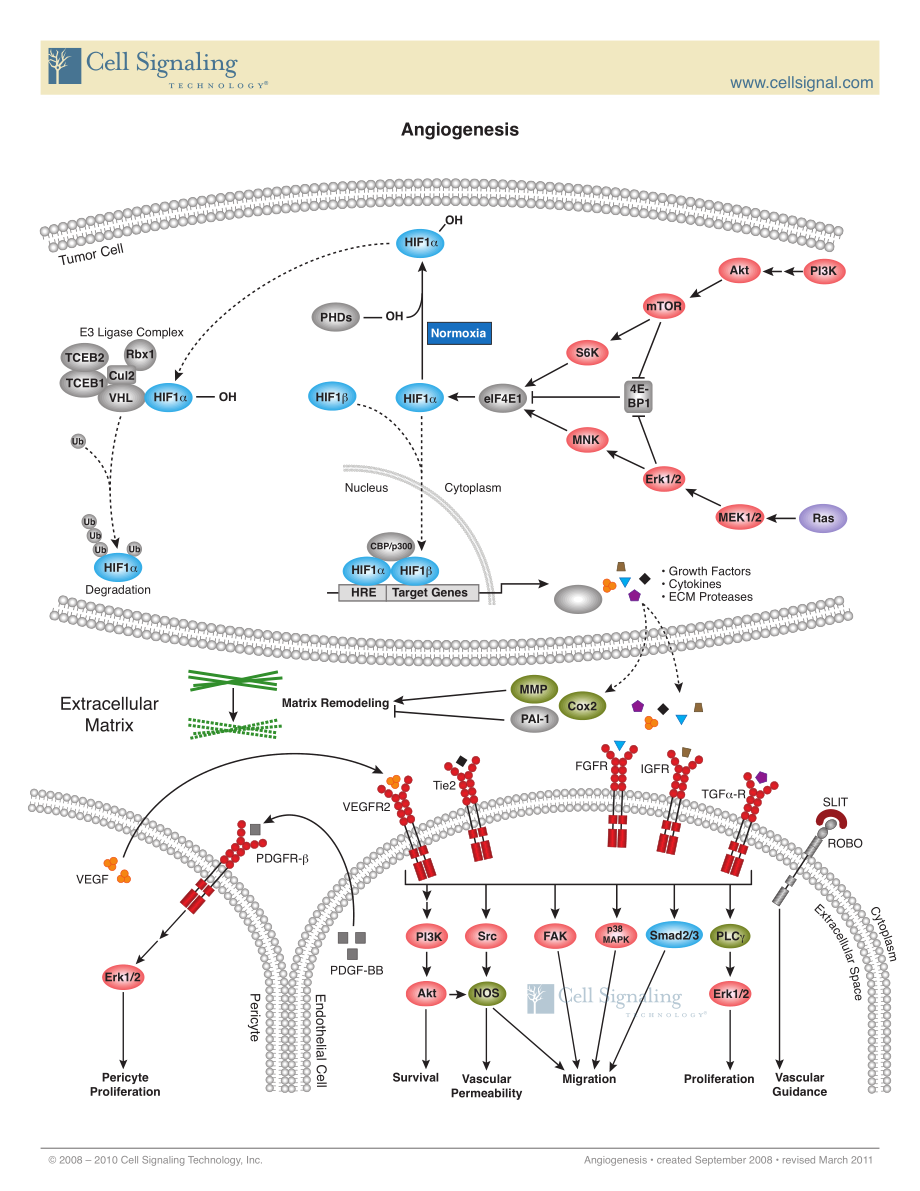 Angiogenesis.pdf_第1页