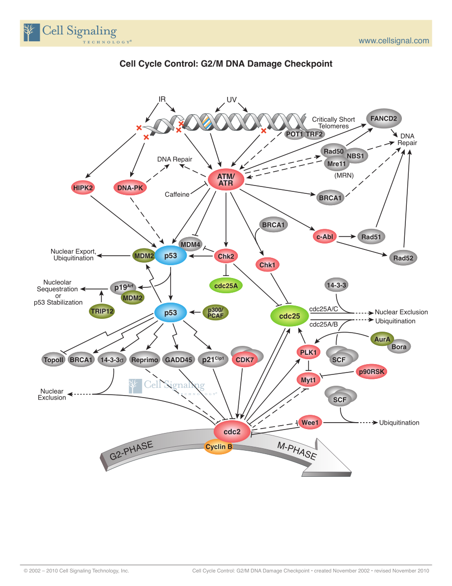 Cell_Cycle_G2M_DNA.pdf_第1页