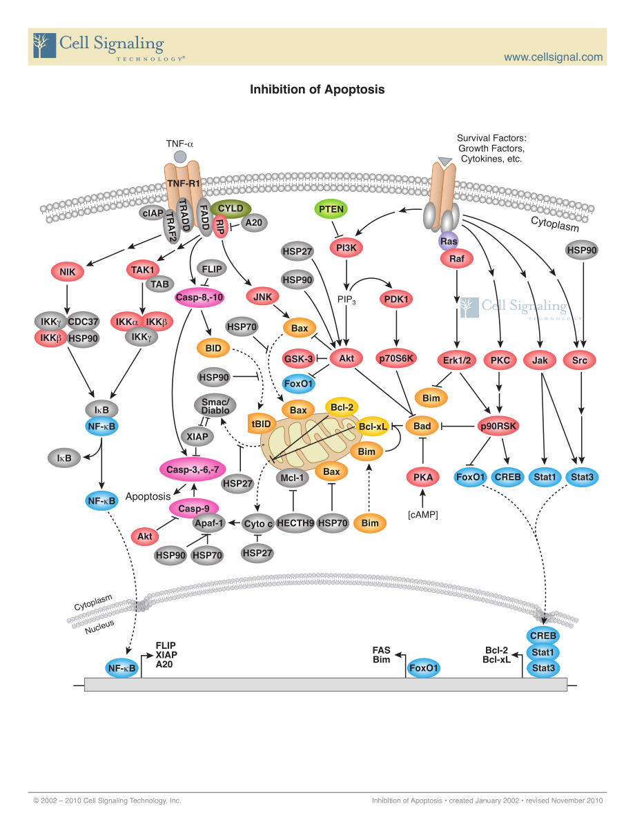 Apoptosis_Inhibition.pdf_第1页