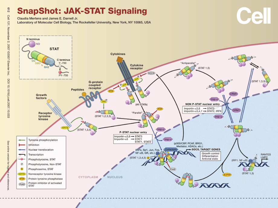 Cell-JAK-Stat.PDF_第1页