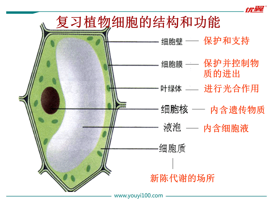 3.第三节动物细胞.ppt_第2页