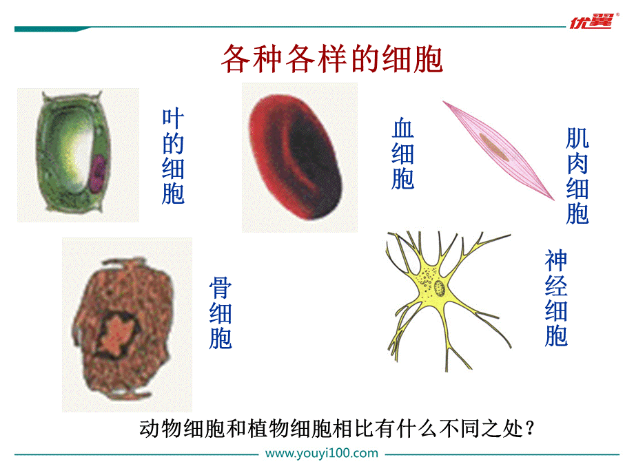 3.第三节动物细胞.ppt_第3页