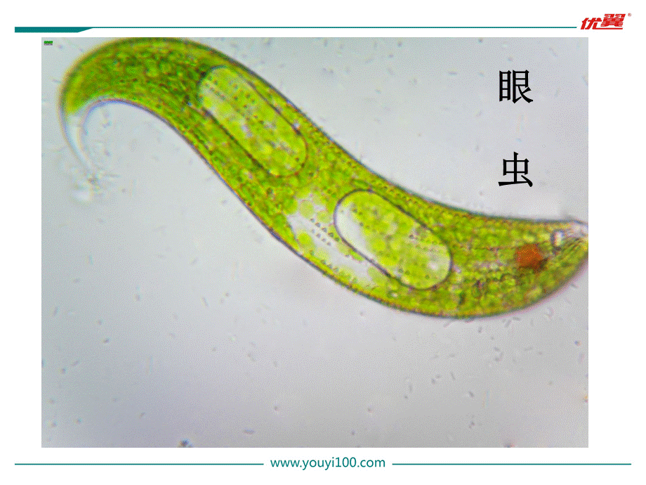 4.第四节单细胞生物.ppt_第2页