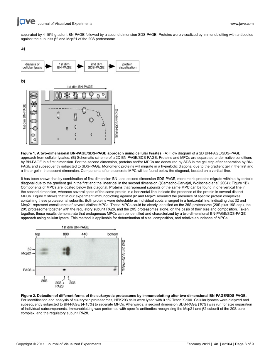 protocol.pdf_第3页