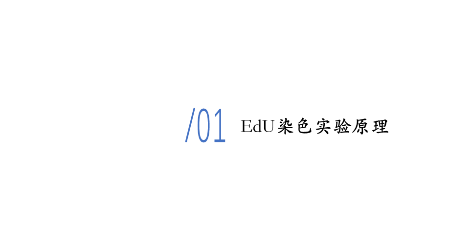 13. EdU染色实验.pptx_第3页