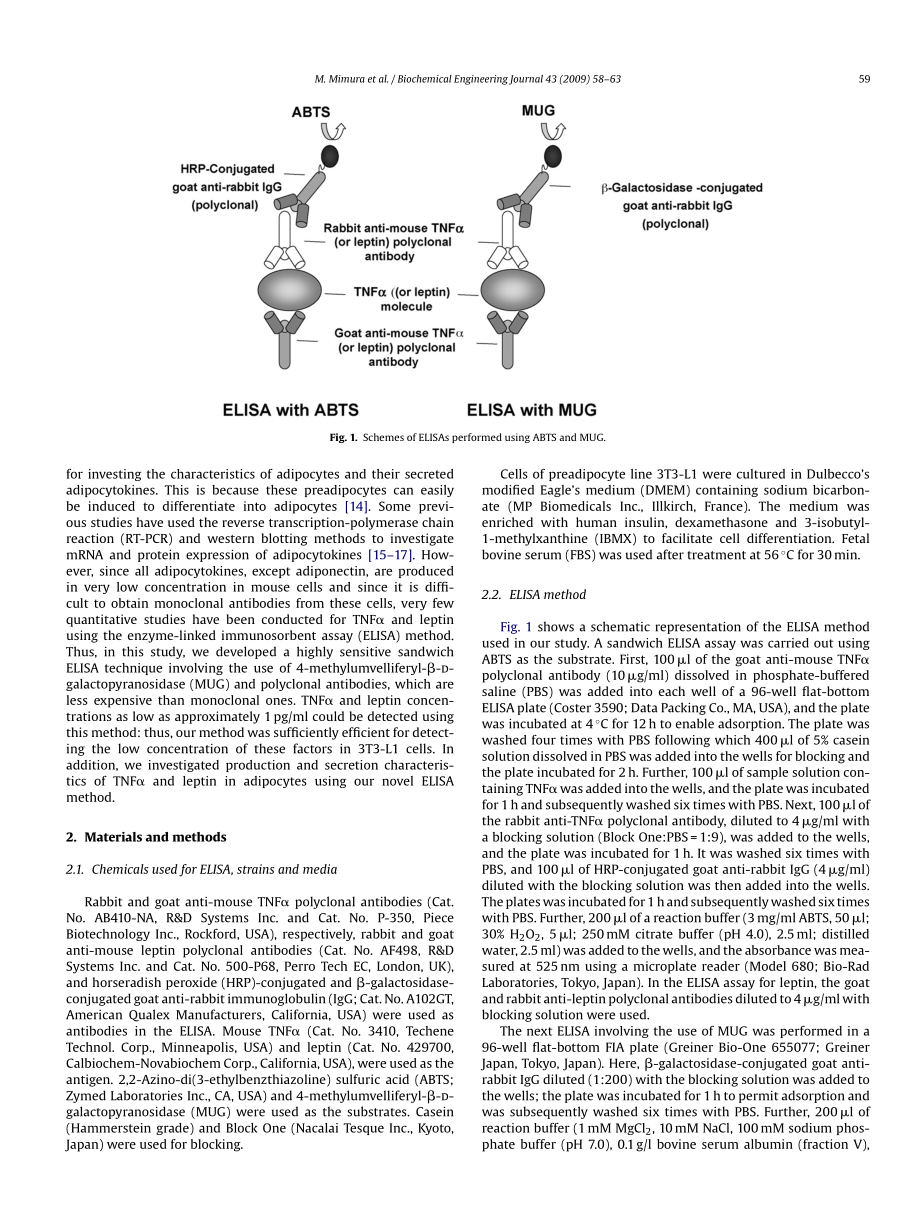 A highly sensitive ELISA for quantification of adipocytokines secreted(1).pdf_第2页