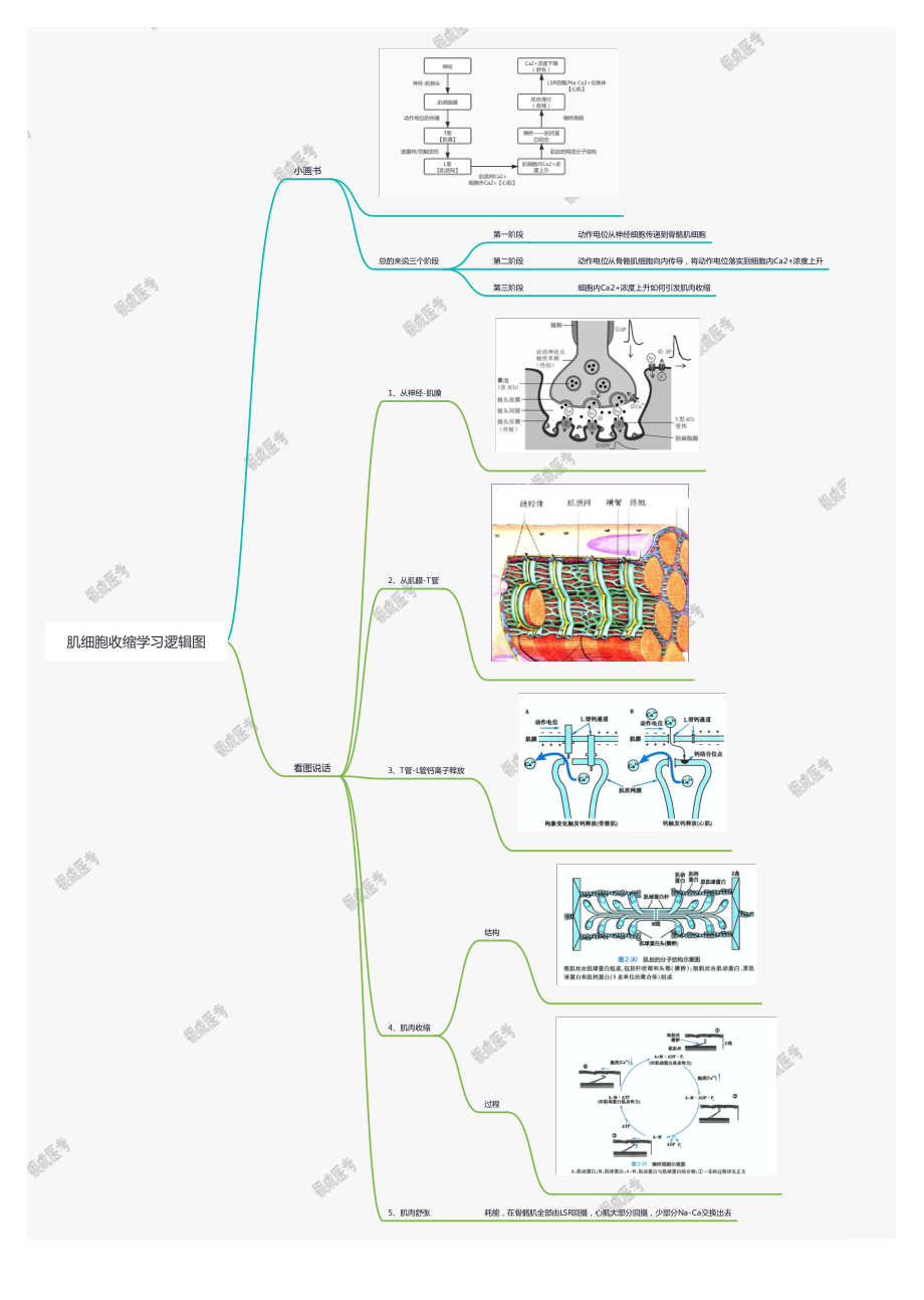 【221024】思维导图-2.4（总论）肌细胞收缩学习逻辑图 .pdf_第1页