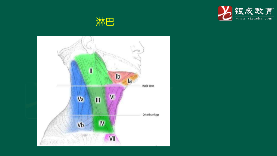 【231108】外科学强化轮第4次课件（颈部疾病） .pdf_第3页