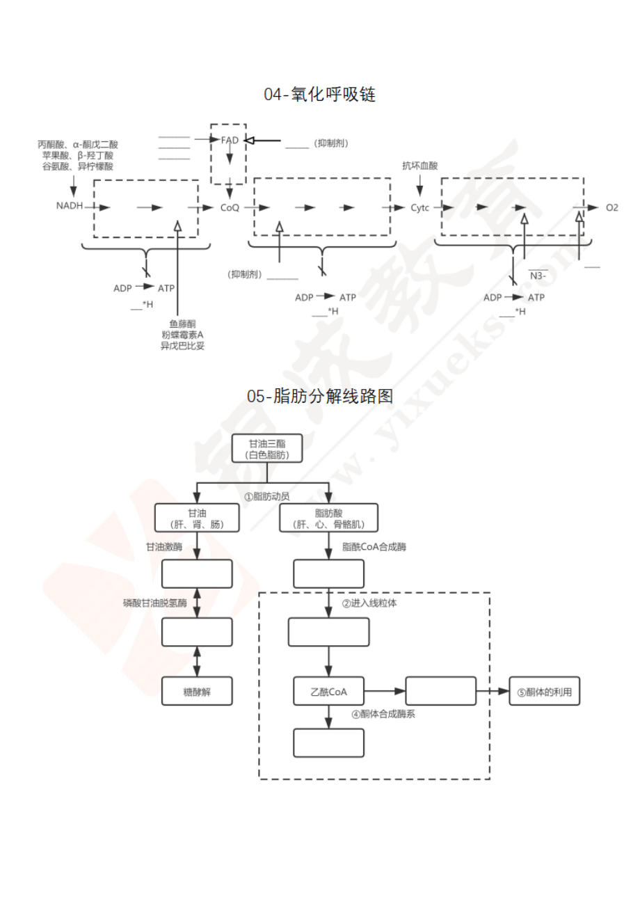 【221205】生化代谢图-完整版 .pdf_第3页