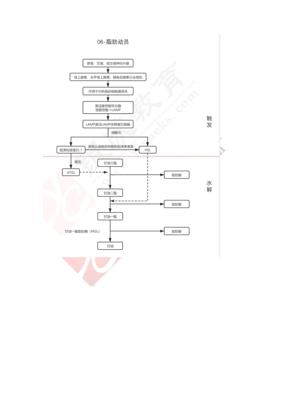 【221128】生物化学第5次带读课作业-答案 .pdf_第2页