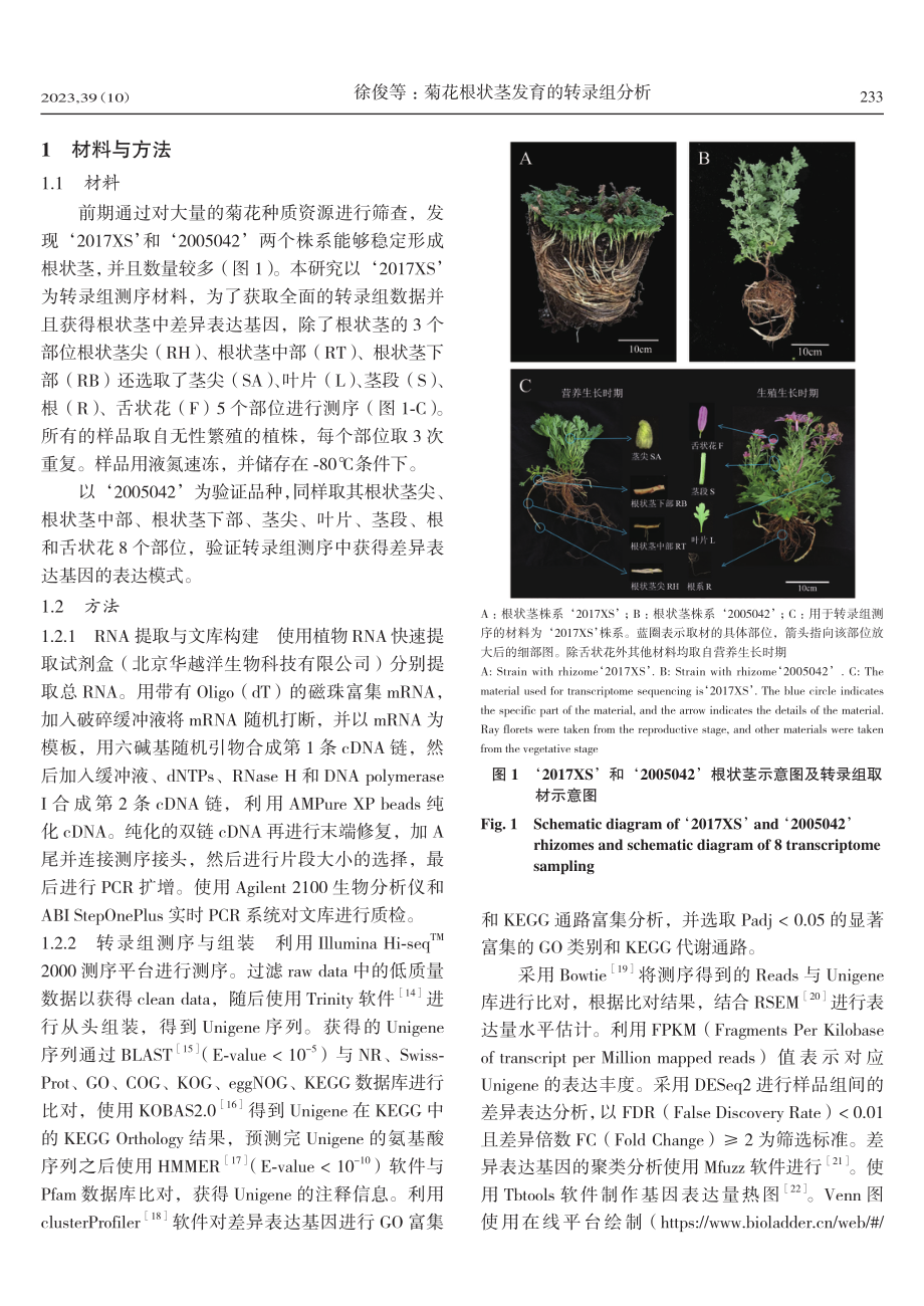 菊花根状茎发育的转录组分析.pdf_第3页