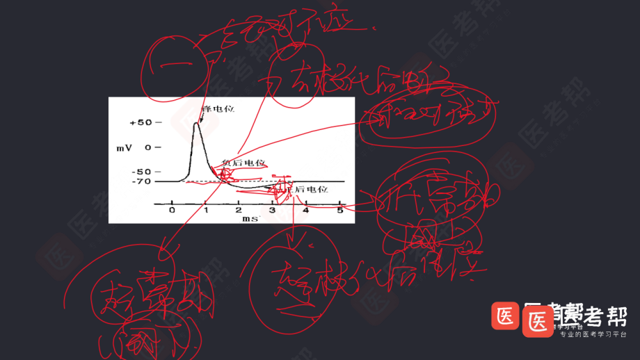 04-08生理（2）.pdf_第3页