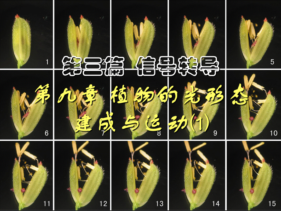 第九章 植物的光形态建成与运动2009(1)s.ppt_第1页