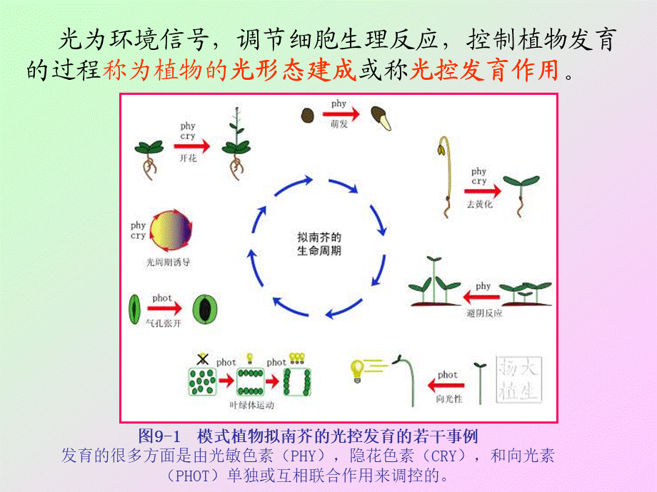 第九章 植物的光形态建成与运动2009(1)s.ppt_第2页