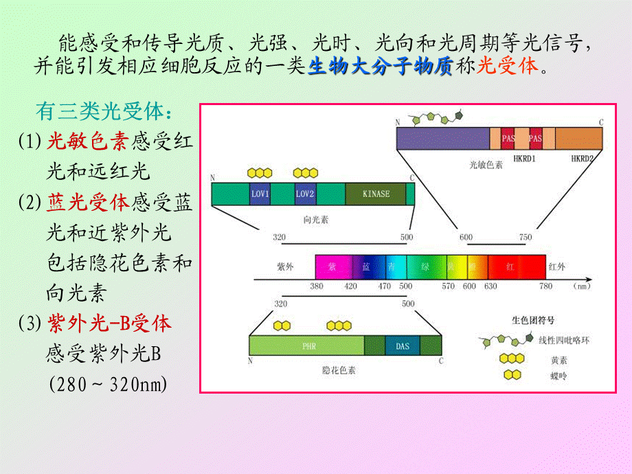 第九章 植物的光形态建成与运动2009(1)s.ppt_第3页