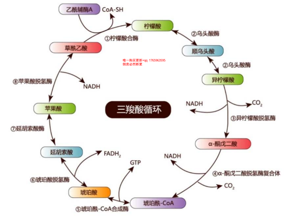 三羧酸循环2.pdf_第1页