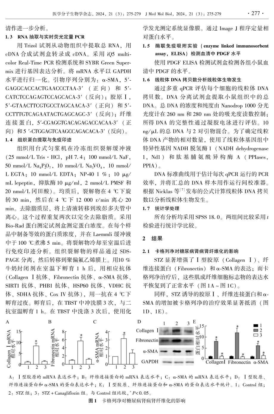 卡格列净通过PDGF_SIRT1减轻糖尿病肾病小鼠肾纤维化.pdf_第3页